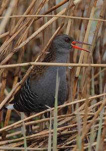 Flickr_-_Rainbirder_-_Water_RailRallus_aquaticus-211x300